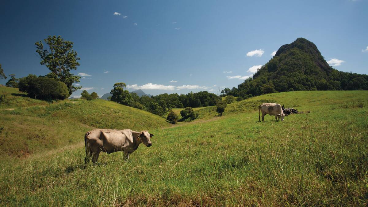 The green meadows of Murwillumbah in the Tweed. Picture by Janelle Lugge/Shutterstock The green meadows of Murwillumbah in the Tweed. Picture by Janelle Lugge/Shutterstock