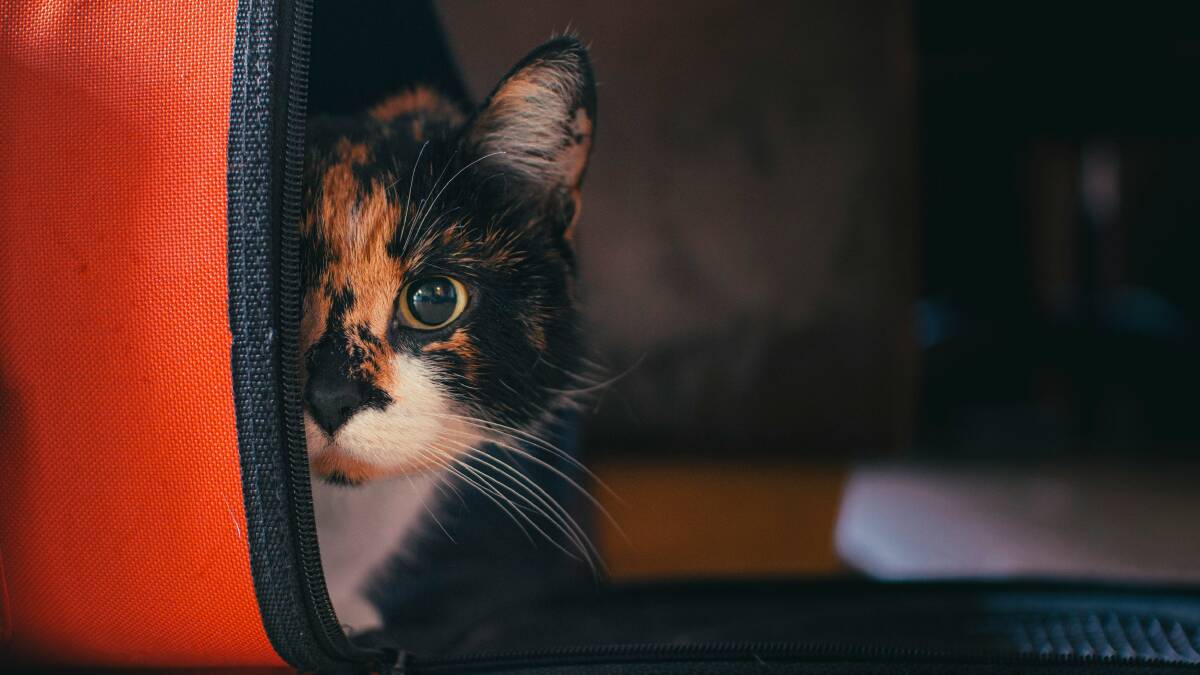 Small cats and dogs are eligible for in-cabin services. Picture by Unsplash Small cats and dogs are eligible for in-cabin services. Picture by Unsplash