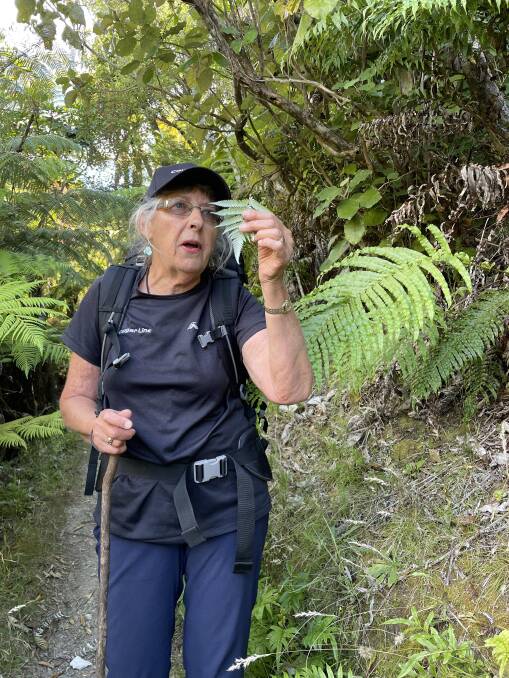Tour guide Sue shows us a punga tree fern leaf. Picture by Sarah Falson Tour guide Sue shows us a punga tree fern leaf. Picture by Sarah Falson