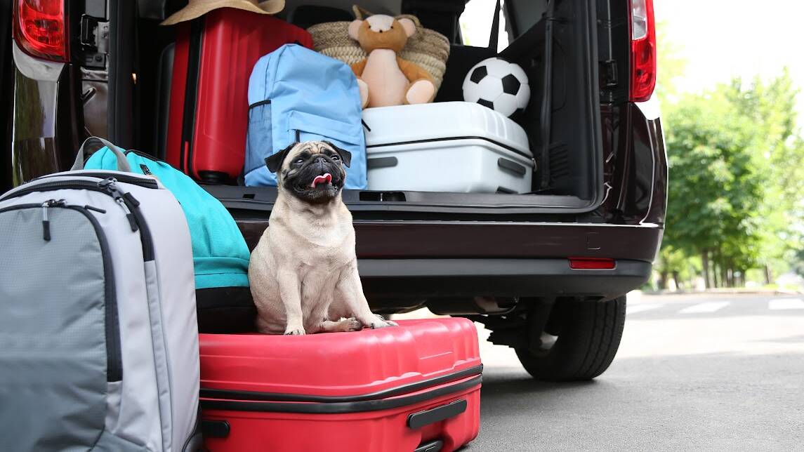 Preparation is key to a smooth ride with your pet. Picture: Shutterstock Preparation is key to a smooth ride with your pet. Picture: Shutterstock