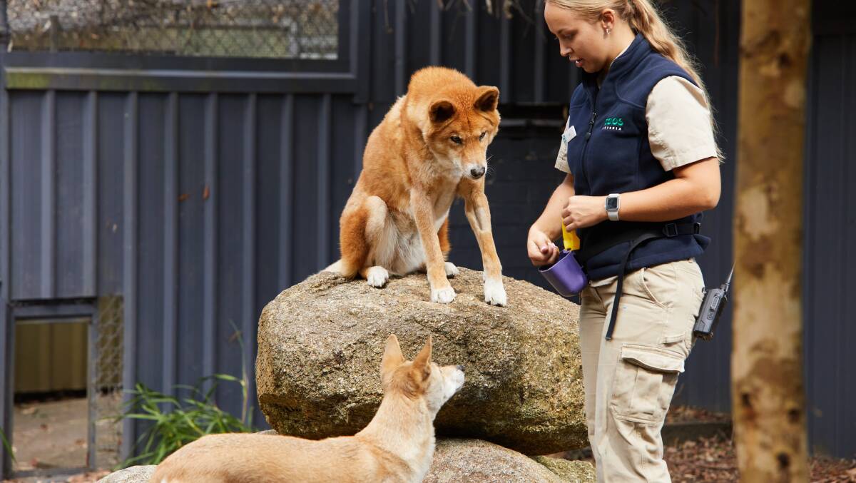 Healesville Sanctuary. Picture by Visit Victoria Healesville Sanctuary. Picture by Visit Victoria