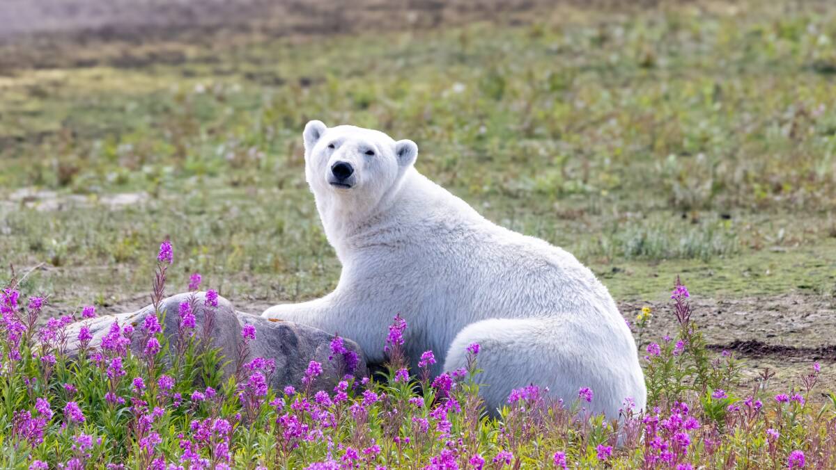 A Churchill polar bear among the wildflowers in warmer months. Picture by Alex Cupeiro/Frontiers North Adventures A Churchill polar bear among the wildflowers in warmer months. Picture by Alex Cupeiro/Frontiers North Adventures