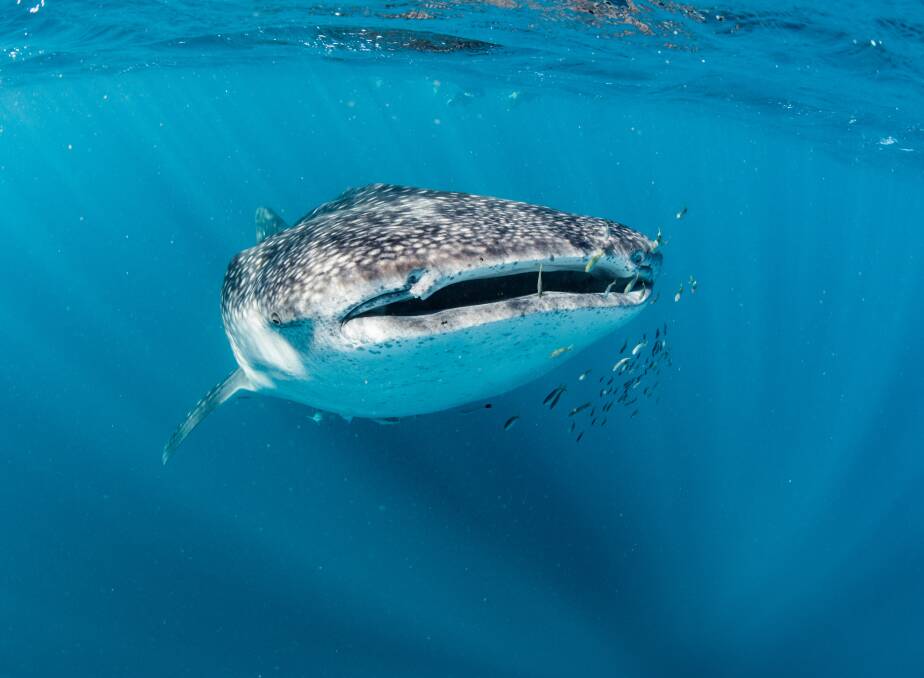 The gentle whale shark; photo by 3 Islands Whale Shark Dive. The gentle whale shark; photo by 3 Islands Whale Shark Dive.