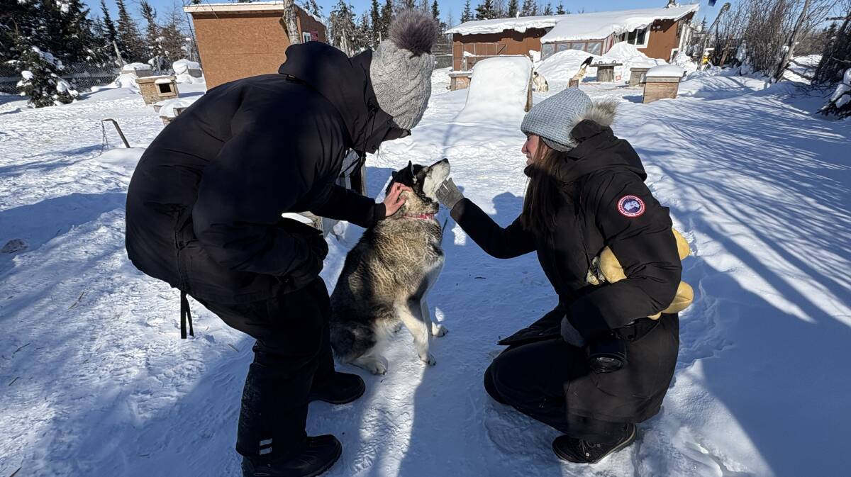 Up close with a working sled dog. Picture by Kathy Sharpe Up close with a working sled dog. Picture by Kathy Sharpe