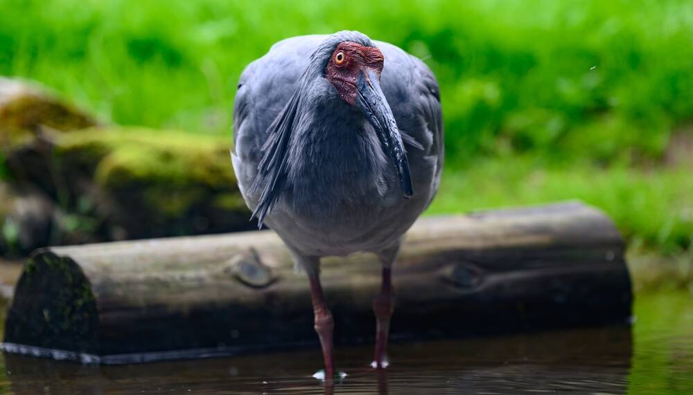 The endangered toki, or crested ibis. Picture Shutterstock