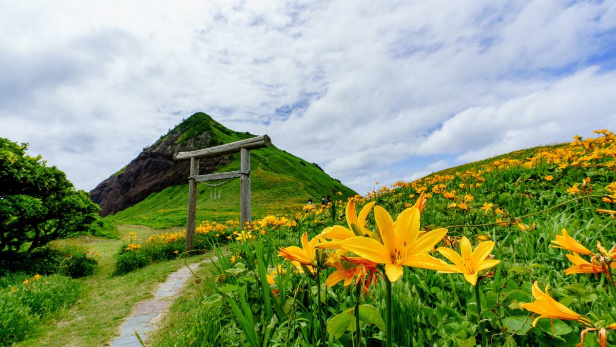 Tobishima kanzo flowers blooming at Onogame on Sado Island, Niigata, Japan.