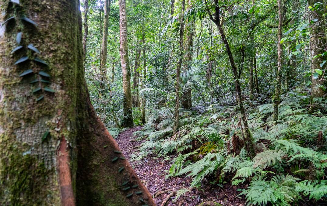 Walking through Gondwana rainforest. Picture by Michael Turtle Walking through Gondwana rainforest. Picture by Michael Turtle