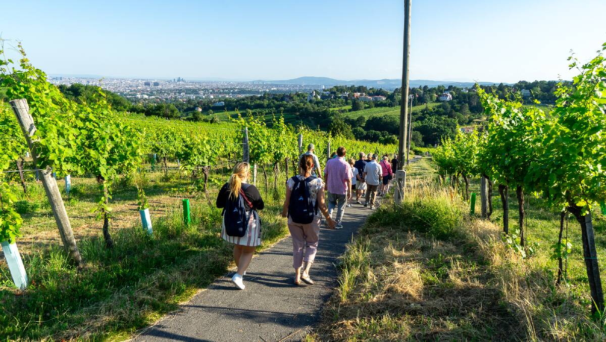 A vineyard walking trail in the hills above the city. Picture by Michael Turtle A vineyard walking trail in the hills above the city. Picture by Michael Turtle