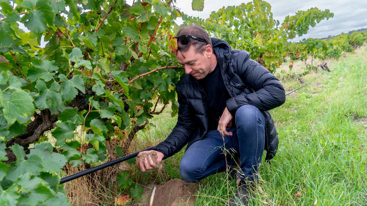 Viticulturalist Dylan Grigg at his vineyard in The Barossa. Picture by Michael Turtle Viticulturalist Dylan Grigg at his vineyard in The Barossa. Picture by Michael Turtle
