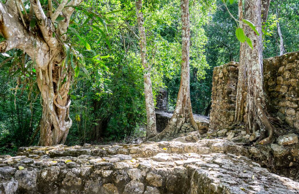 Trees grow from the walls of former houses. Picture by Michael Turtle Trees grow from the walls of former houses. Picture by Michael Turtle