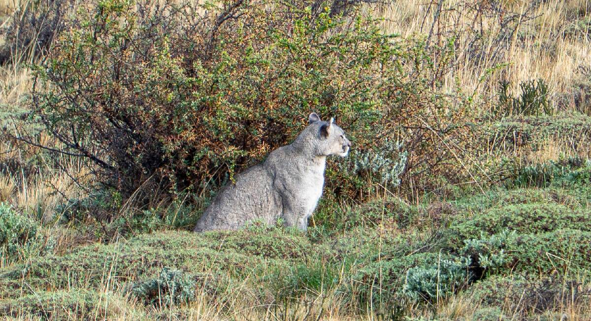 Spotting a puma in the wild. Picture by Michael Turtle