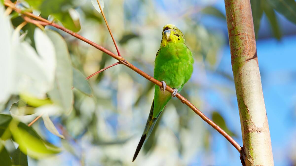 Go birdwatching with Tjarnintja Tours. Picture supplied