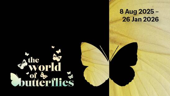 World Butterfly exhibition - photo TAS Government World Butterfly exhibition - photo TAS Government