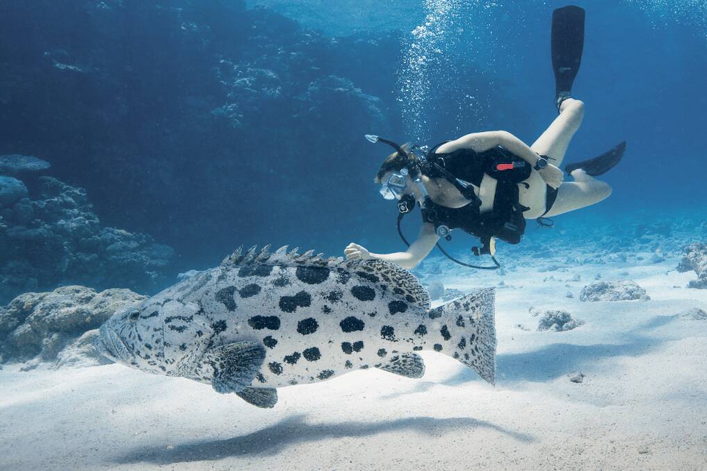 Lizard Island, a taste of luxury reef life Lizard Island, a taste of luxury reef life