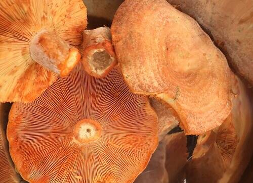 Saffron Milk Cap mushrooms grow exclusively in pine forests. Picture by Diego Bonetto