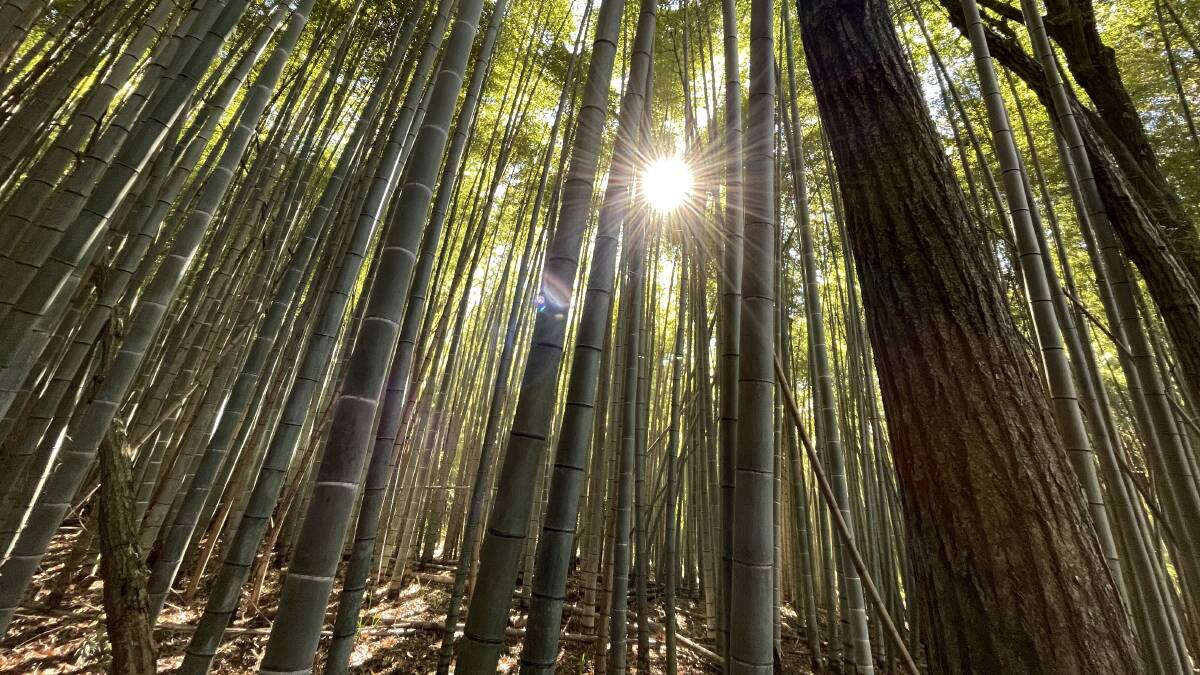 A stunning bamboo forest in Japan's Nasu Highlands. Picture by Madeline Link A stunning bamboo forest in Japan's Nasu Highlands. Picture by Madeline Link