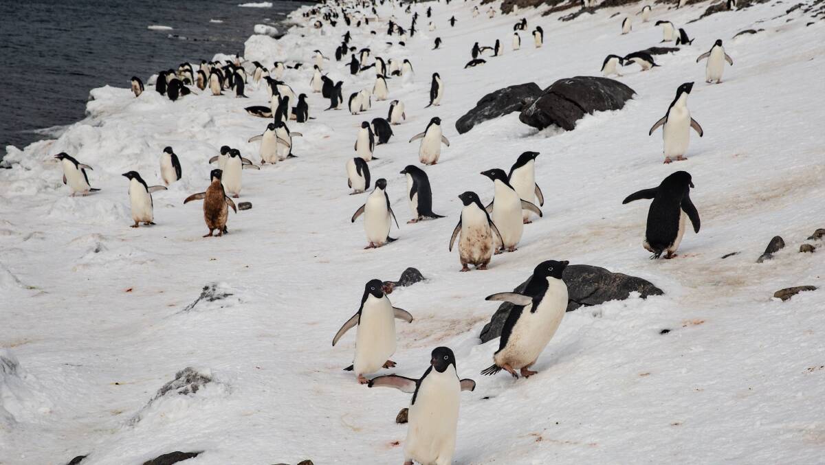 Paulet Island. Picture: Ben Perry Paulet Island. Picture: Ben Perry