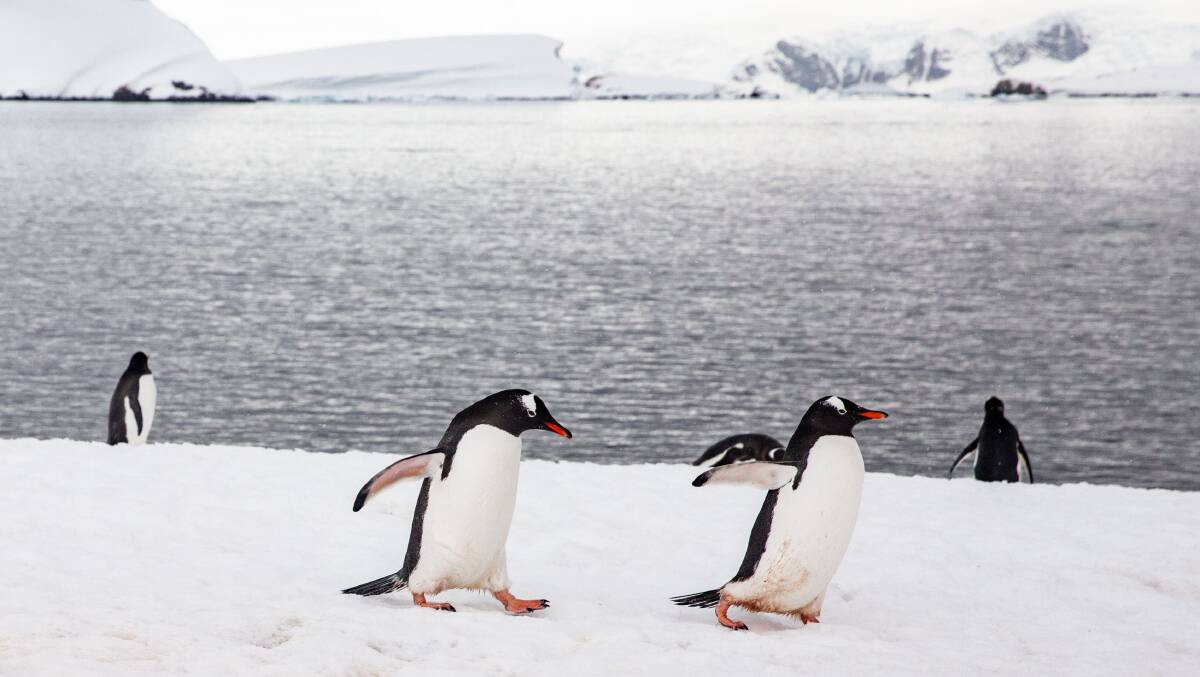Penguin colony at Mikkelsen Harbour. Picture: Ben Perry Penguin colony at Mikkelsen Harbour. Picture: Ben Perry