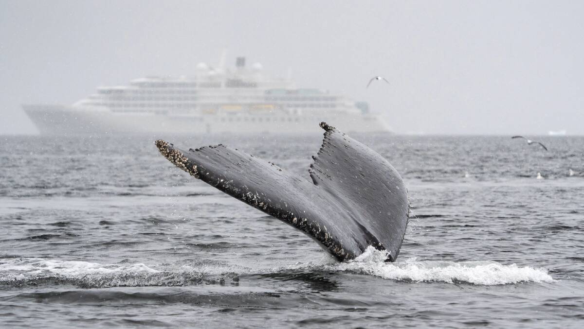 The tail of a humpback whale with Silver Endeavour in the background in Kayak Bay, Antarctica. The tail of a humpback whale with Silver Endeavour in the background in Kayak Bay, Antarctica.