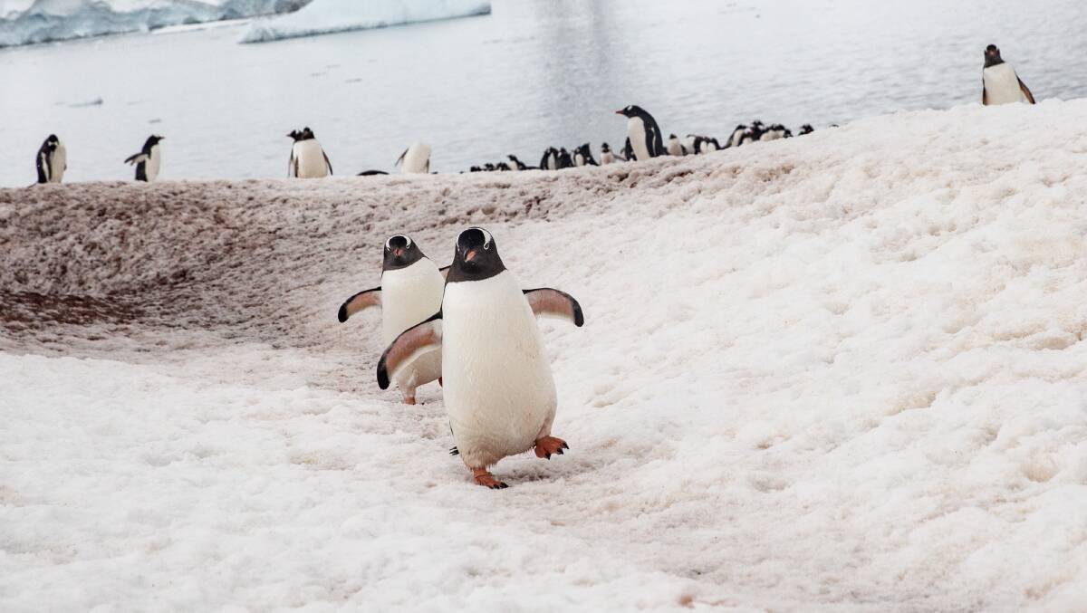 Penguin colony at Mikkelsen Harbour. Picture: Ben Perry Penguin colony at Mikkelsen Harbour. Picture: Ben Perry