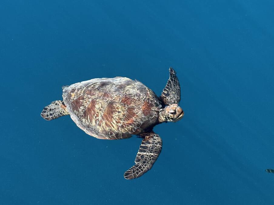 One of Reefworld's resident turtles, shot from the boat. Picture by Kate Cox