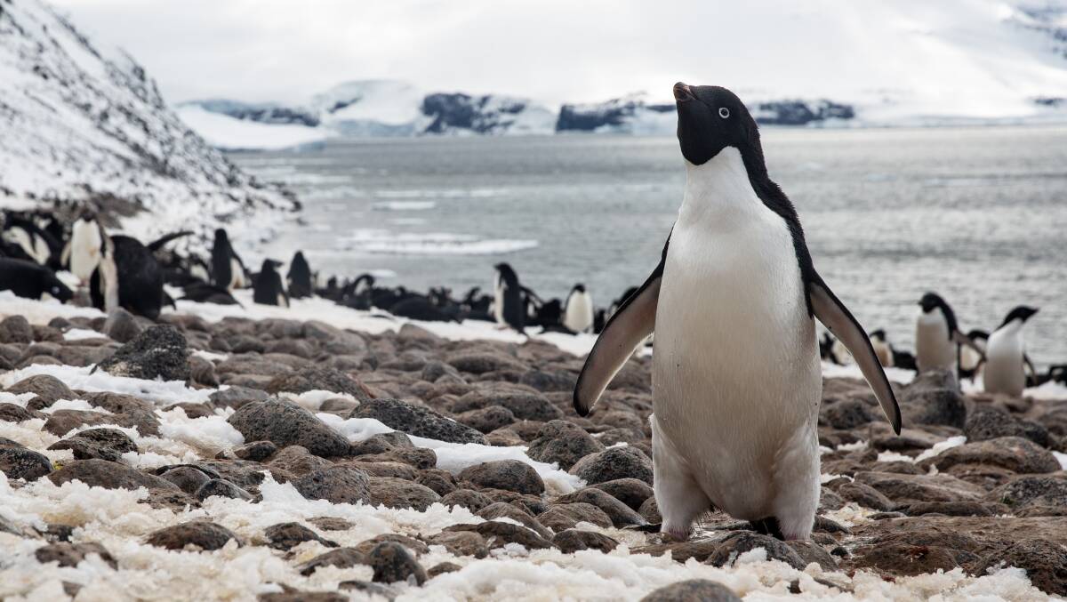 Paulet Island. Picture: Ben Perry Paulet Island. Picture: Ben Perry