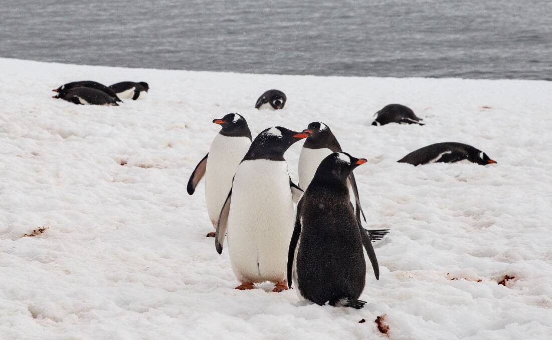 Penguin colony at Mikkelsen Harbour. Picture: Ben Perry Penguin colony at Mikkelsen Harbour. Picture: Ben Perry
