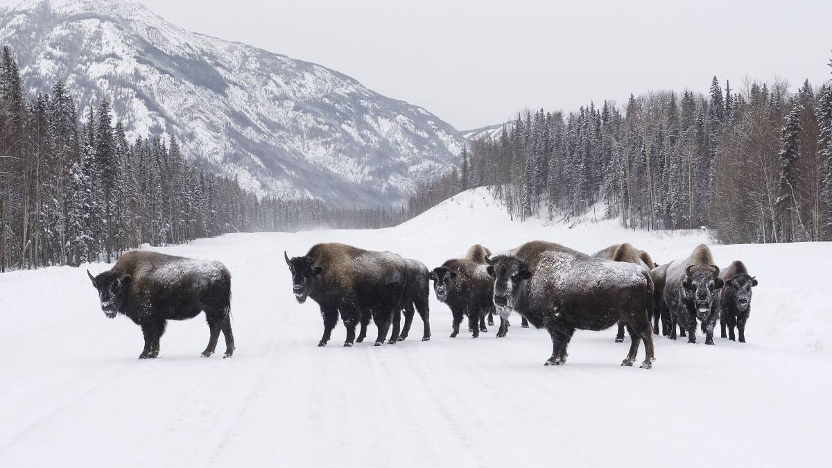 Herds of bison can easily be spotted in summer and winter along the Alaska Highway. Picture by Northern BC Tourism/Chris Gale Herds of bison can easily be spotted in summer and winter along the Alaska Highway. Picture by Northern BC Tourism/Chris Gale