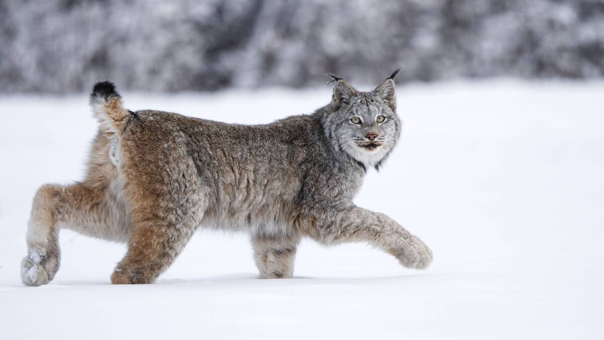A lynx. Picture by Northern BC Tourism/Ryan Dickie A lynx. Picture by Northern BC Tourism/Ryan Dickie