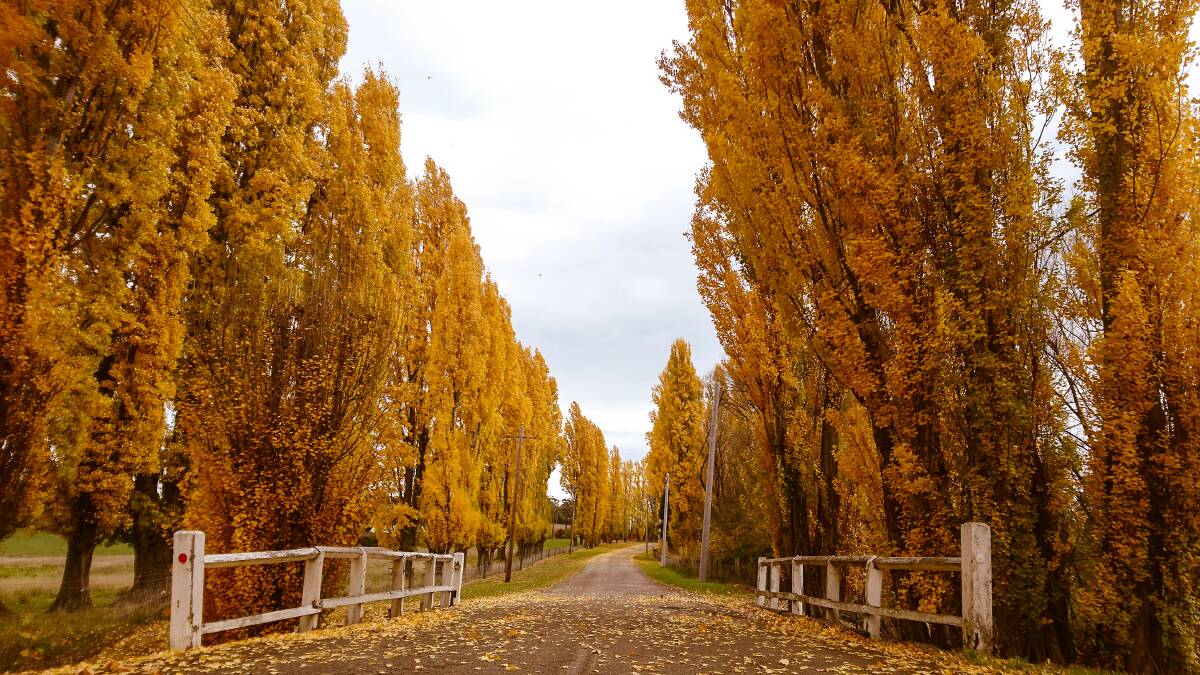 Stunning autumn colours in and around Bathurst. Picture: Alicia Horton Stunning autumn colours in and around Bathurst. Picture: Alicia Horton