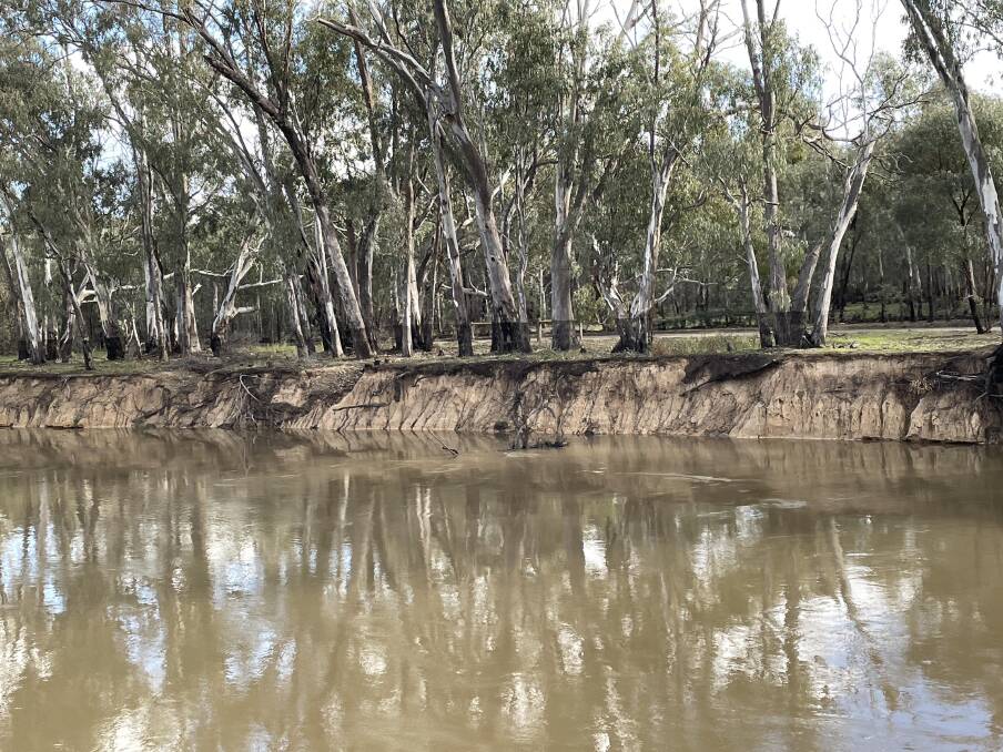 The marks on riverbank trees clearly show the level water reached during the 2022 floods, the region's third-highest on record. Picture: Janet Howie The marks on riverbank trees clearly show the level water reached during the 2022 floods, the region's third-highest on record. Picture: Janet Howie