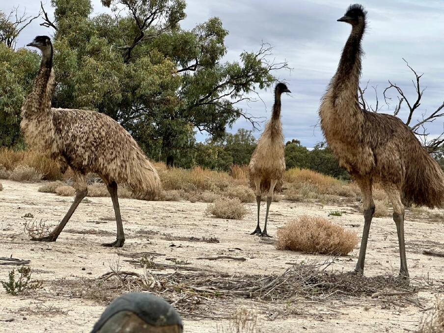 Murray River Walk guide Kym had the best seat in the house when a family of emus came calling. His shoe in the foreground indicates how close they ventured. Picture: Murray River Trails Murray River Walk guide Kym had the best seat in the house when a family of emus came calling. His shoe in the foreground indicates how close they ventured. Picture: Murray River Trails